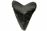 Serrated, Juvenile Megalodon Tooth - South Carolina #313797-1